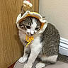 Bean joined the competition — help win amazing prizes! cat, kitten, pet, animal, indoor, wooden_door, wall, floor, cute, costume, flower_hat, white_paws, tabby, fur, sitting, adorable, domestic_cat, headwear, small_animal, pensive