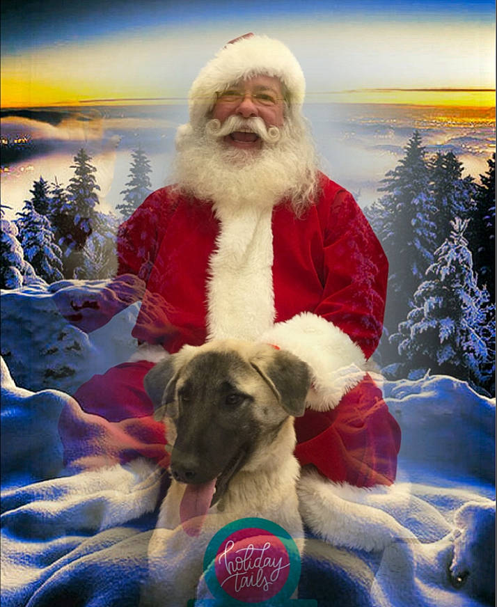 Lady Laura Croft is registered to the contest to win money with this photo: christmas, dog, dog_breed, dog_like_mammal, fictional_character, headwear, holiday, person, santa_claus, sky, snout