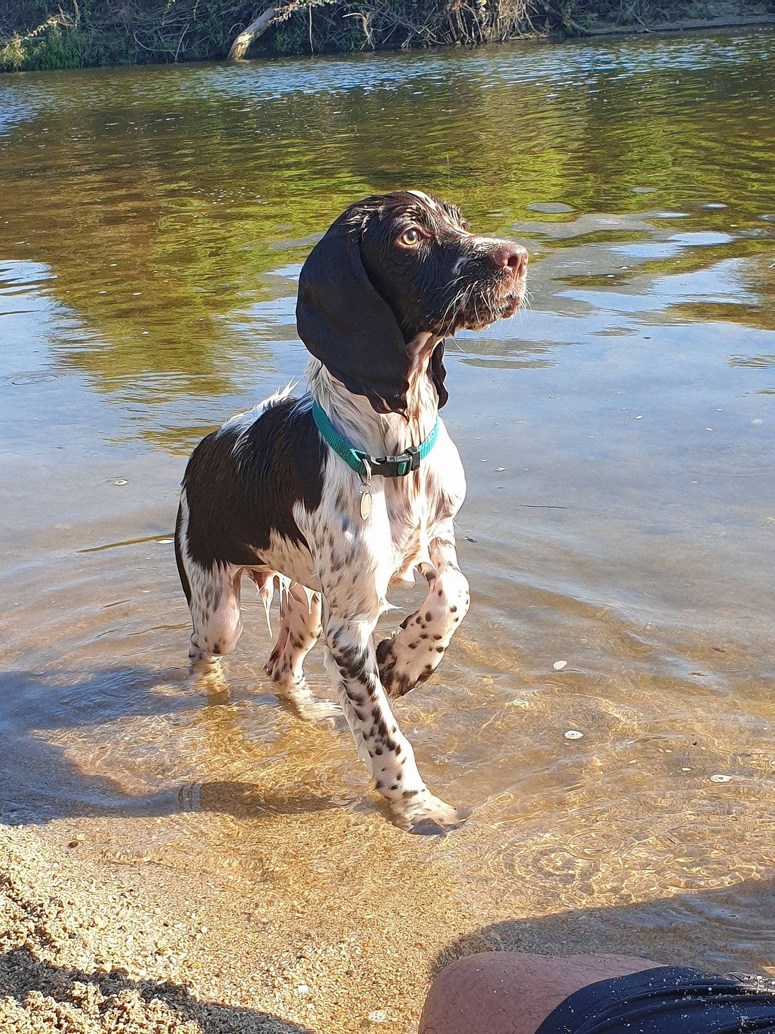 Ribellu a rejoint le concours — aidez-le/la à gagner de superbes lots ! canidae, carnivore, dog, dog_breed, english_springer_spaniel, german_longhaired_pointer, german_shorthaired_pointer, german_spaniel, hunting_dog, large_munsterlander, mammal, old_danish_pointer, pointer, pointing_breed, rare_breed_dog, small_munsterlander, spaniel, sporting_group, vertebrate, water
