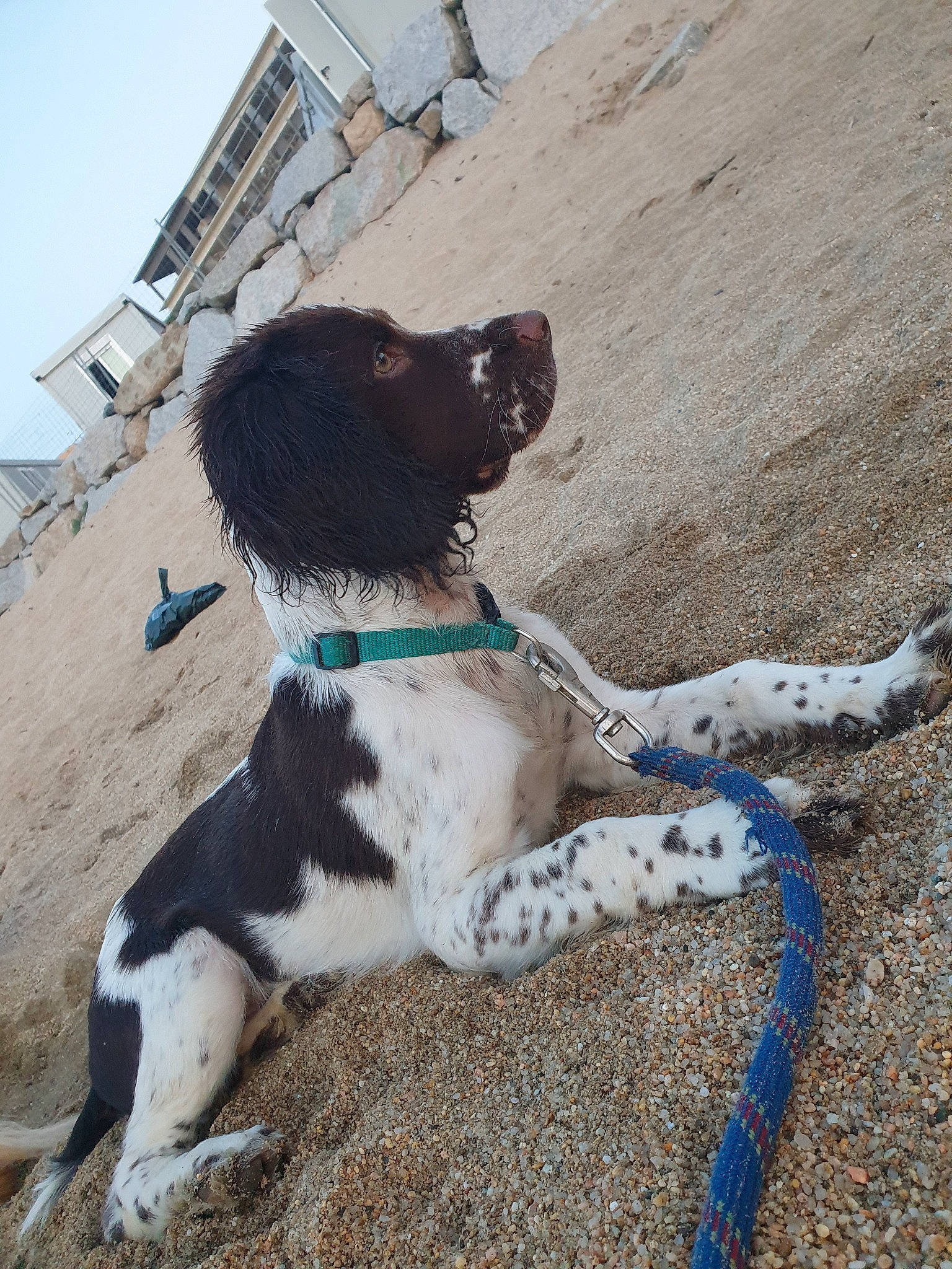 Ribellu a rejoint le concours — aidez-le/la à gagner de superbes lots ! braque_dauvergne, canidae, carnivore, dog, dog_breed, english_springer_spaniel, german_shorthaired_pointer, gun_dog, hunting_dog, large_munsterlander, old_danish_pointer, pointer, pointing_breed, small_munsterlander, sporting_group, stabyhoun