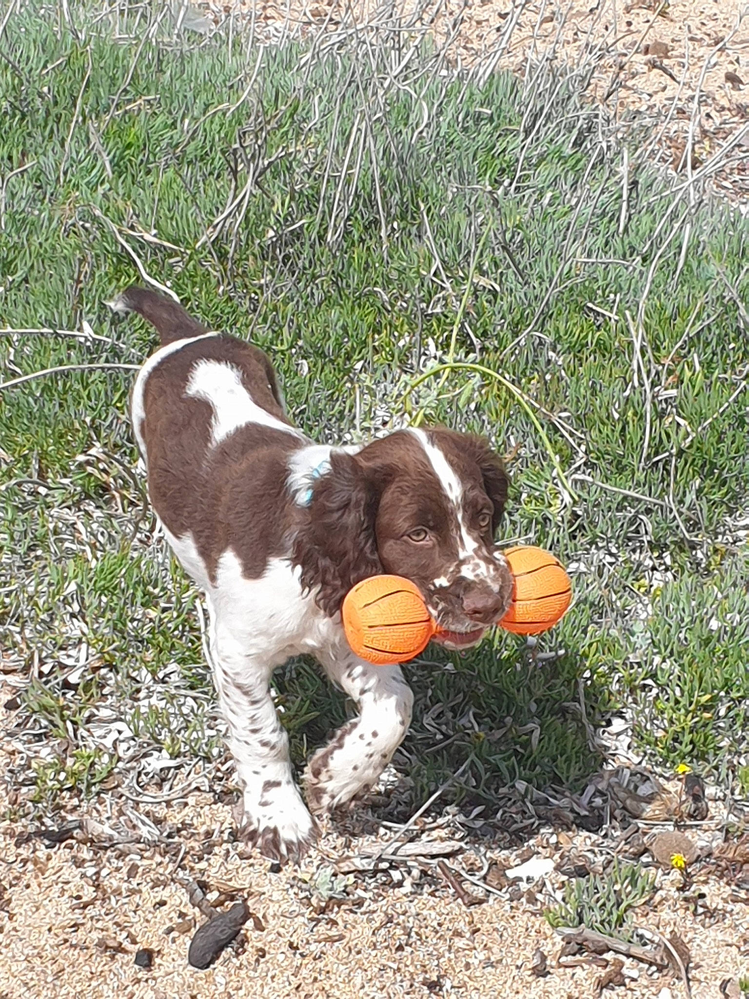 Ribellu a rejoint le concours — aidez-le/la à gagner de superbes lots ! canidae, carnivore, dog, dog_breed, drentse_patrijshond, english_springer_spaniel, french_spaniel, german_longhaired_pointer, german_spaniel, hunting_dog, mammal, pointing_breed, rare_breed_dog, small_munsterlander, spaniel, sporting_group, vertebrate, welsh_springer_spaniel