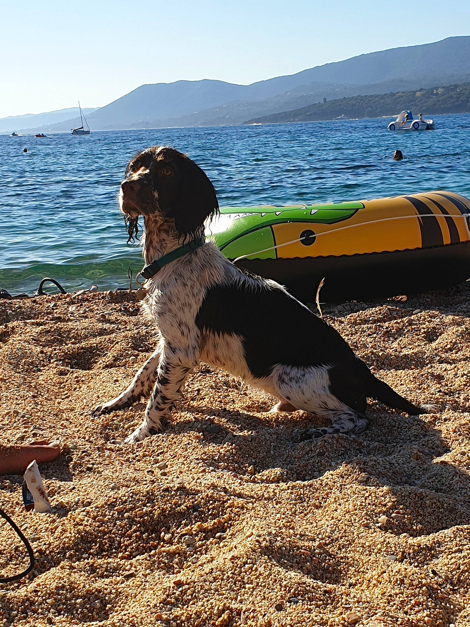 Ribellu participe au concours pour gagner de l'argent avec cette photo : beach, canidae, carnivore, dog, dog_breed, german_shorthaired_pointer, hunting_dog, pointer, pointing_breed, sand, sea, sporting_group, vacation, water