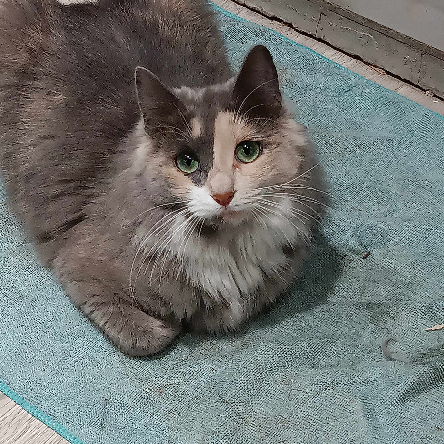 Perle participe au concours pour gagner de l'argent avec cette photo : animal, baseboard, cat, cozy, curious, domestic_cat, feline, floor_mat, fluffy_fur, gray_cat, green_eyes, indoor, looking_up, pet, resting, rug, turquoise_rug, whiskers, white_cat, wooden_floor