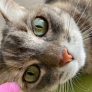 Lilou participe au concours pour gagner de l'argent avec cette photo : cat, close_up, green_eyes, whiskers, pink_nose, fur, pet, animal, face, curious, domestic_cat, portrait, indoor, soft_light, tabby, muzzle, feline, cute, macro, detail