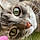 Lilou