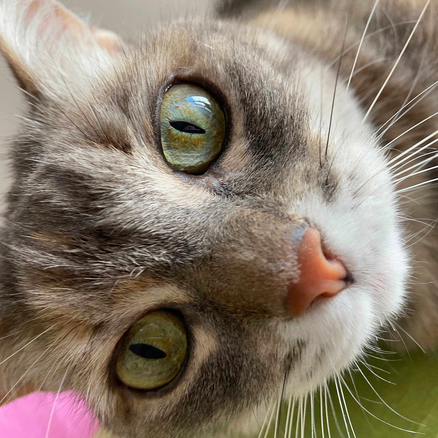 Lilou participe au concours pour gagner de l'argent avec cette photo : animal, cat, close_up, curious, cute, detail, domestic_cat, face, feline, fur, green_eyes, indoor, macro, muzzle, pet, pink_nose, portrait, soft_light, tabby, whiskers