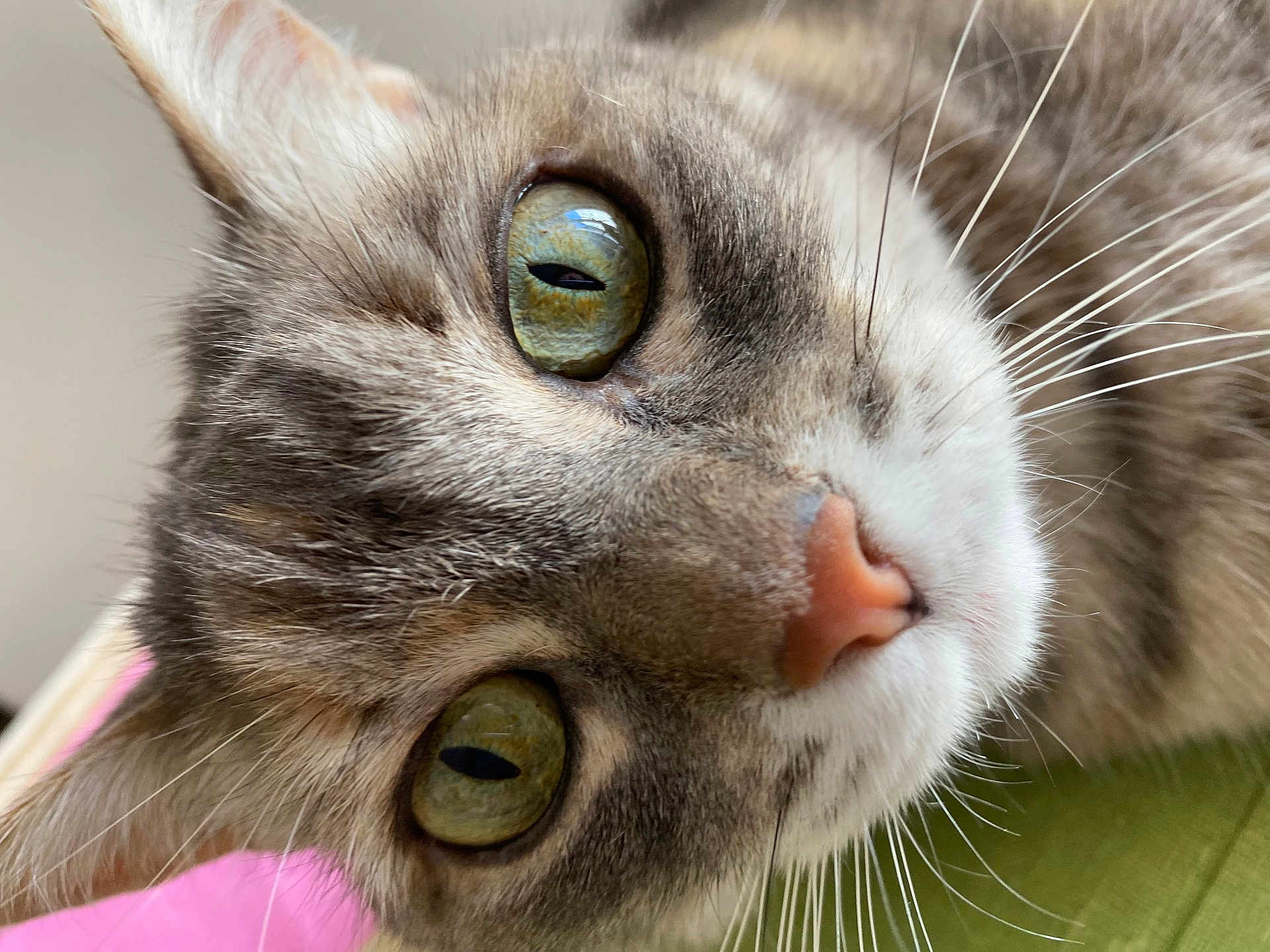 Lilou