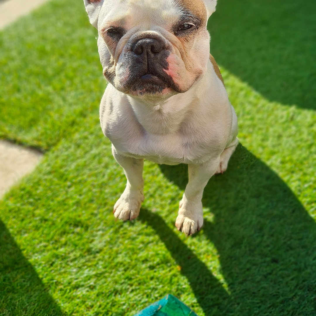 Oria participe au concours pour gagner de l'argent avec cette photo : animal, bostonbull, boxer, bulldog, canine, dog, flower, frenchbulldog, geranium, grass, lawn, pet, pitbull, plant, puppy, sphere, summer, whitedog
