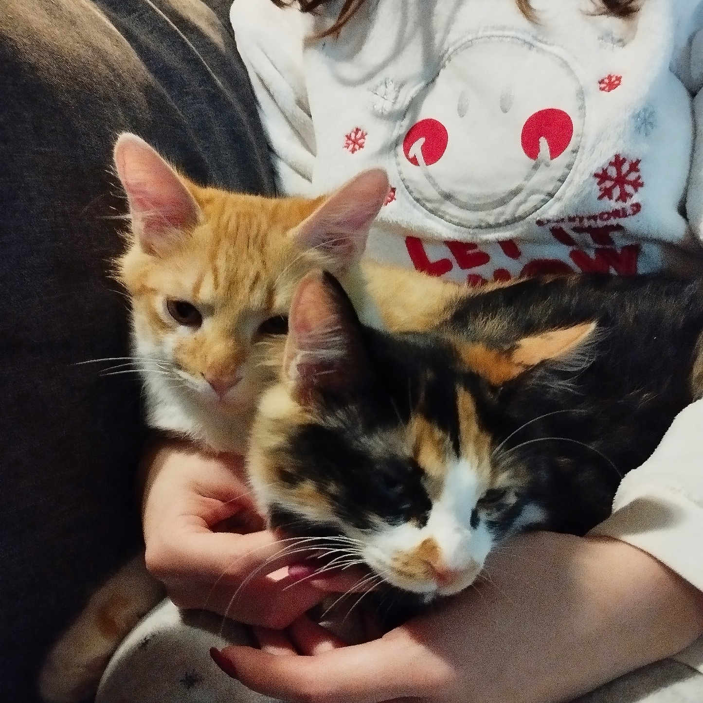 Bino Et Bela a rejoint le concours — aidez-le/la à gagner de superbes lots ! calico_cat, cat, closeup, couch, cozy, fur, hands, indoor, kitten, living_room, orange_tabby, pajamas, paws, person, pet, portrait, smiley_sweater, snuggling, sweater, whiskers