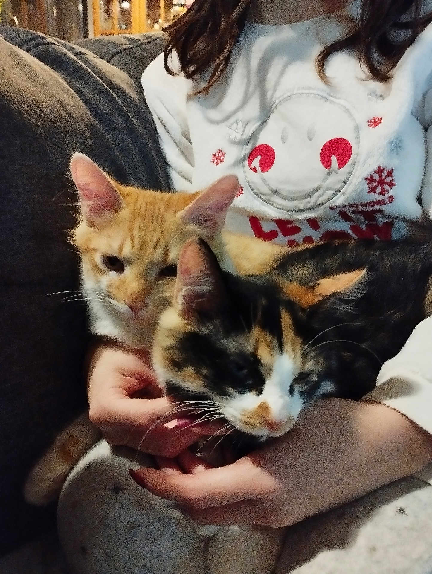 Bino Et Bela a rejoint le concours — aidez-le/la à gagner de superbes lots ! calico_cat, cat, closeup, couch, cozy, fur, hands, indoor, kitten, living_room, orange_tabby, pajamas, paws, person, pet, portrait, smiley_sweater, snuggling, sweater, whiskers