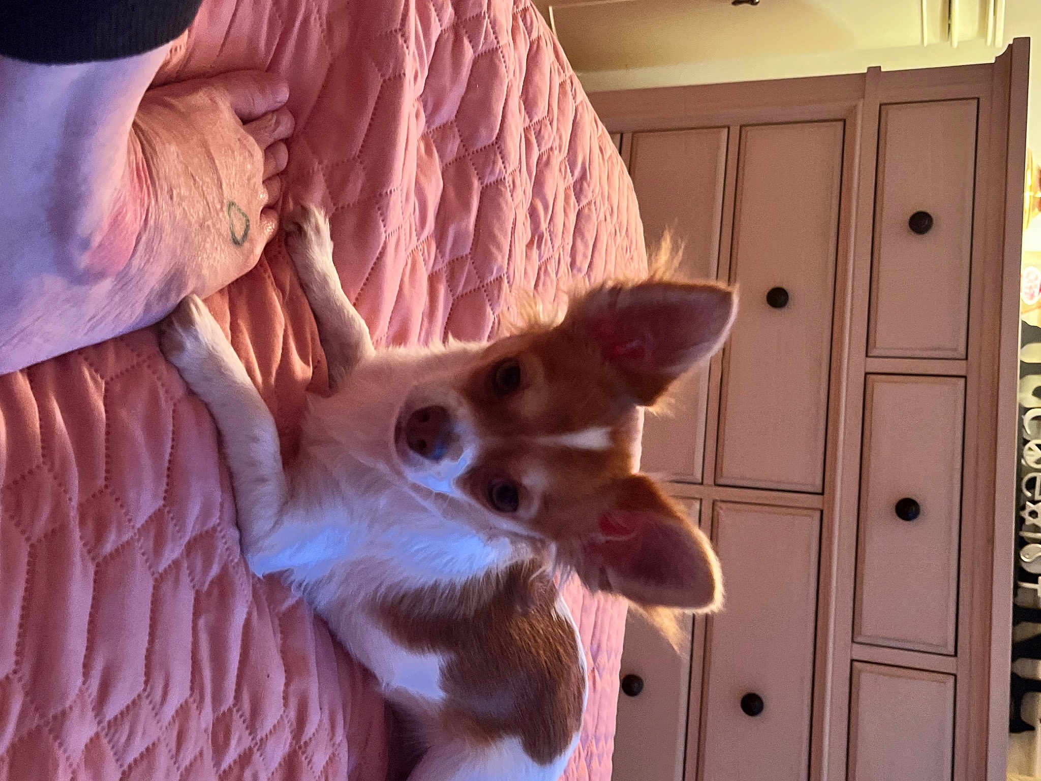 Chi Chi