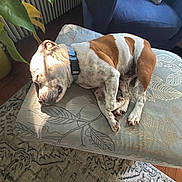 Ren is registered to the contest to win money with this photo: dog, sleeping, ottoman, indoor, plant, blue_armchair, rug, collar, brown_patches, white_fur, natural_light, cozy, pet, resting, home, furniture, relaxing, floor, comfort, patterned