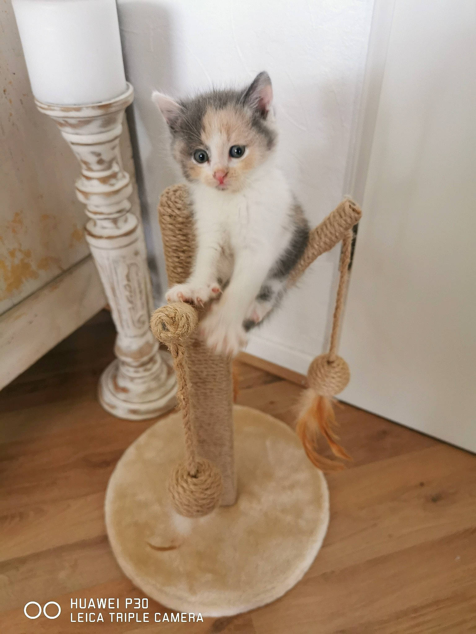 Saba participe au concours pour gagner de l'argent avec cette photo : carnivore, cat, cat_supply, chair, domestic_short_haired_cat, fawn, felidae, floor, flooring, fur, hardwood, laminate_flooring, pet_supply, shelf, small_to_medium_sized_cats, stairs, tail, whiskers, wood, wood_flooring