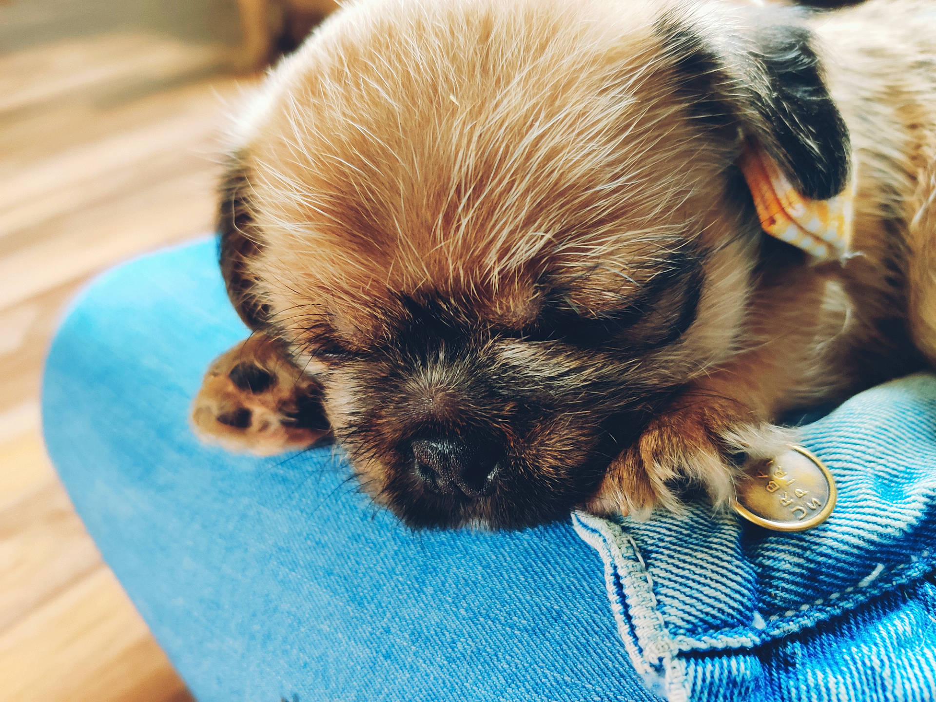 Merlin is registered to the contest to win money with this photo: canidae, carnivore, companion_dog, dog, dog_breed, ear, fawn, fur, mammal, morkie, non_sporting_group, pomeranian, puppy, puppy_love, shih_tzu, snout, sporting_group, tibetan_spaniel, toy_dog