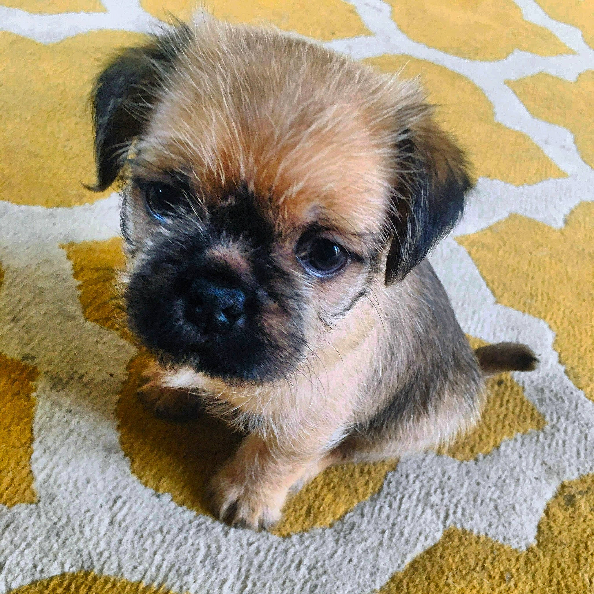 Merlin joined the competition — help win amazing prizes! border_terrier, canidae, carnivore, companion_dog, dog, dog_breed, fawn, griffon_bruxellois, mammal, morkie, norfolk_terrier, puppy, puppy_love, rare_breed_dog, shih_tzu, snout, sporting_group, toy_dog, vertebrate, whiskers