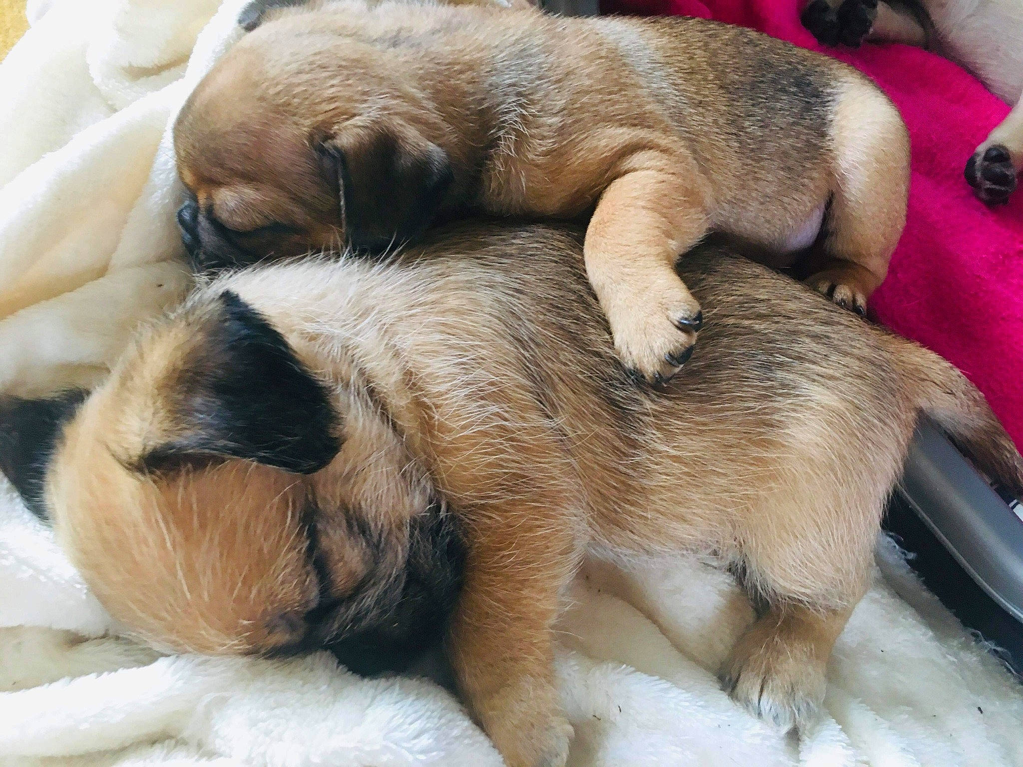 Merlin is registered to the contest to win money with this photo: border_terrier, canidae, carnivore, companion_dog, dog, dog_breed, fawn, mammal, pug, puggle, puppy, puppy_love, snout, vertebrate