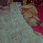 Simba participe au concours pour gagner de l'argent avec cette photo : dog, sleeping, blanket, bed, stuffed_toy, plush, fur, cozy, rest, indoor, comfort, relaxation, brown_dog, pillow, soft, nap, animal, pet, domestic_animal, cushion