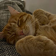 Simba a rejoint le concours — aidez-le/la à gagner de superbes lots ! cat, orange_tabby, sleeping, sleepy, pet, feline, whiskers, closed_eyes, pink_nose, fur, striped_fur, curled_up, paws, cozy, blanket, carpet, indoors, home, closeup, relaxed