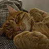 cat, orange_tabby, sleeping, sleepy, pet, feline, whiskers, closed_eyes, pink_nose, fur, striped_fur, curled_up, paws, cozy, blanket, carpet, indoors, home, closeup, relaxed