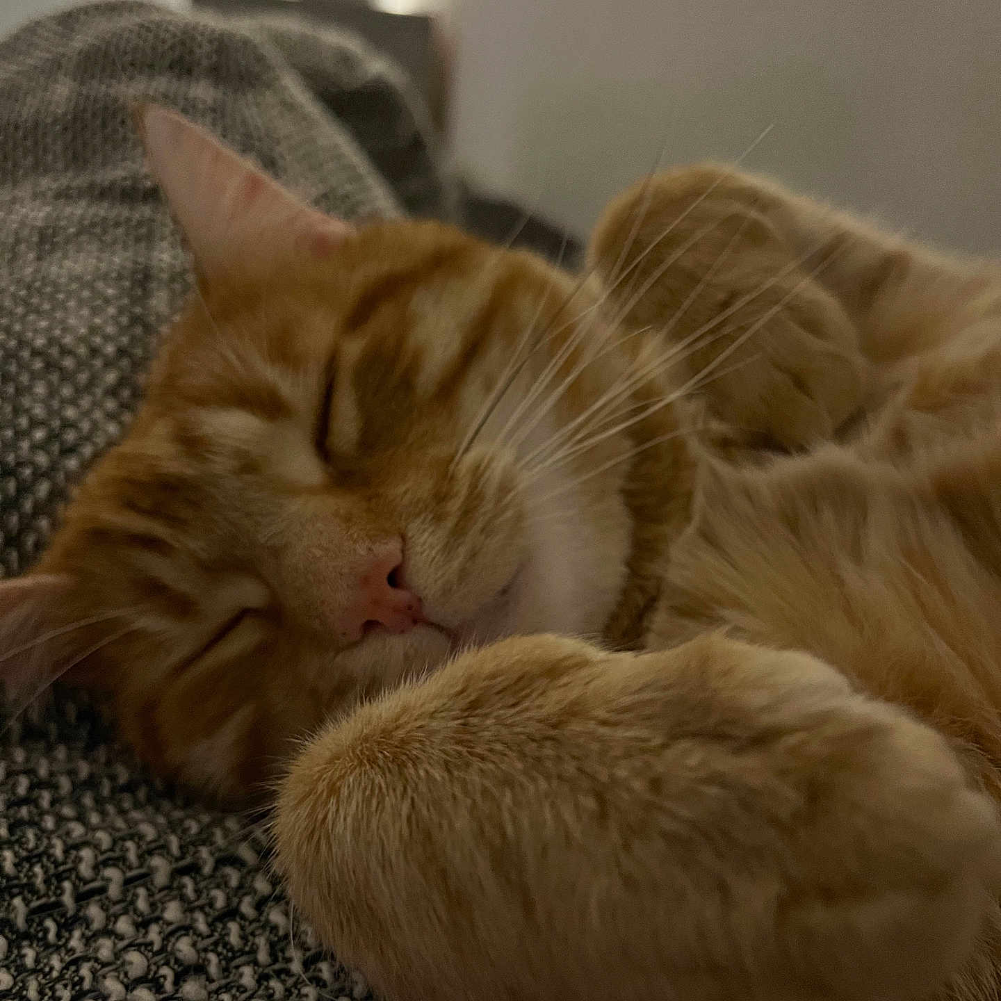 Simba