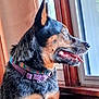 Josey joined the competition — help win amazing prizes! dog, pet, collar, window, indoor, animal, tongue, ears, looking, side_view, furry, curious, closeup, blurred, mouth_open, domestic_animal, house, wood, colorful, sitting