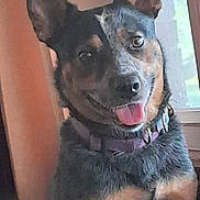 Josey is registered to the contest to win money with this photo: dog, pet, indoor, tongue_out, collar, window, happy, canine, fur, ears, animal, smile, closeup, domestic, muzzle, sitting, tag, brown, black, portrait