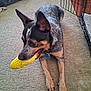 Josey joined the competition — help win amazing prizes! dog, toy, carpet, indoor, pet, animal, chewing, resting, crate, floor, brown, black, tan, ears, collar, home, playful, two_dogs, relaxed, domestic