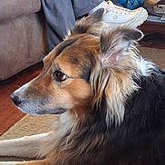 Trucker is registered to the contest to win money with this photo: dog, indoor, carpet, couch, person, shoe, gray_pants, white_sneakers, fur, side_profile, pet, animal, close_up, brown, black, white, ears, nose, living_room, relaxed