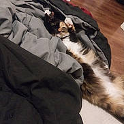 Maryjane is registered to the contest to win money with this photo: animal, bed, black, blanket, cat, comfort, cozy, cute, feline, fluffy, fur, gray, home, indoor, paw, pet, relaxed, resting, sleepy, stretching