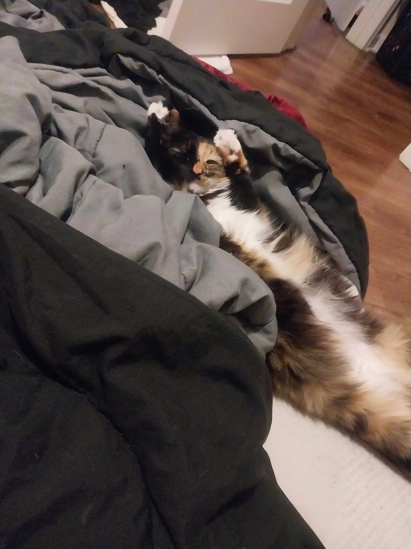 Maryjane is registered to the contest to win money with this photo: animal, bed, black, blanket, cat, comfort, cozy, cute, feline, fluffy, fur, gray, home, indoor, paw, pet, relaxed, resting, sleepy, stretching
