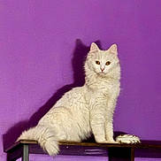 Atome a rejoint le concours — aidez-le/la à gagner de superbes lots ! cat, white_cat, fluffy, sitting, wooden_shelf, purple_wall, shadow, indoor, pet, feline, animal, looking_at_camera, golden_eyes, household, domestic_animal, fur, portrait, cute, calm, still_life