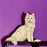 cat, white_cat, fluffy, sitting, wooden_shelf, purple_wall, shadow, indoor, pet, feline, animal, looking_at_camera, golden_eyes, household, domestic_animal, fur, portrait, cute, calm, still_life