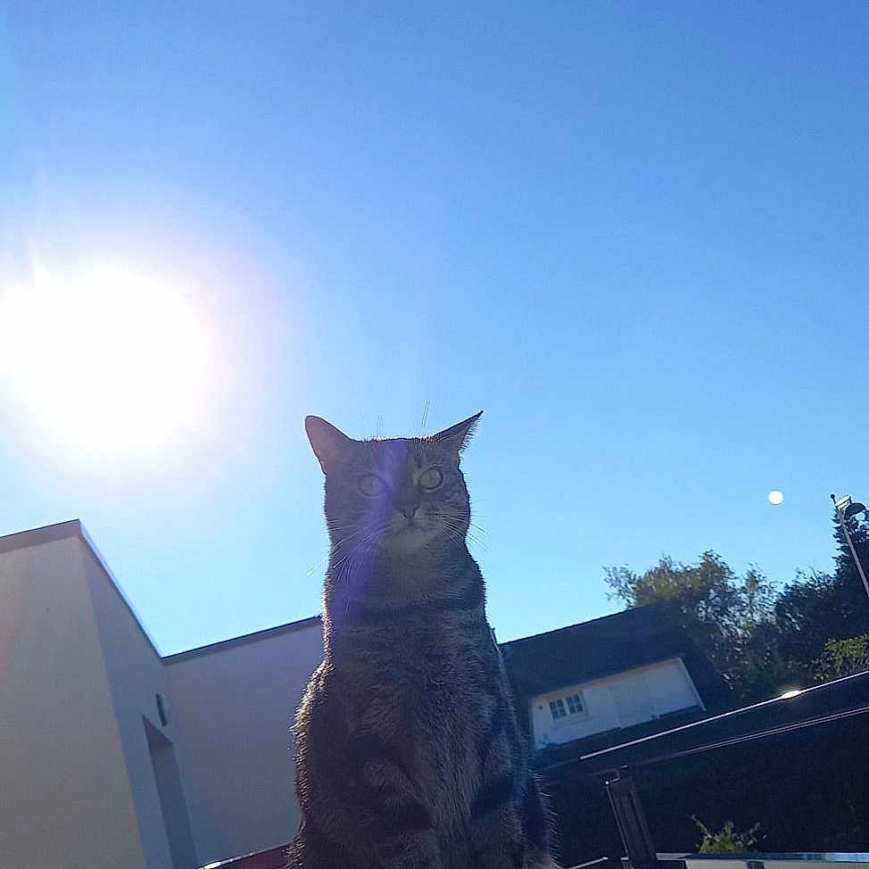 Ornella a rejoint le concours — aidez-le/la à gagner de superbes lots ! animal, architecture, building, cat, city, face, grass, head, nature, outdoors, person, pet, photography, plant, portrait, pottedplant, shelter, sky, sun, urban