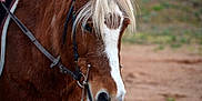 Licorne participe au concours pour gagner de l'argent avec cette photo :