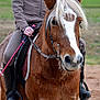 Licorne participe au concours pour gagner de l'argent avec cette photo :