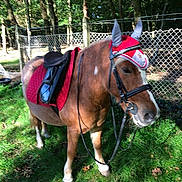 Licorne participe au concours pour gagner de l'argent avec cette photo :
