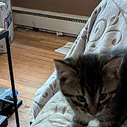 Bear is registered to the contest to win money with this photo: kitten, cat, blur, indoor, blanket, couch, wooden_floor, pet, furniture, pattern, tabby, young, animal, curious, domestic, floor, cozy, messy, brown, living_room