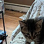 kitten, cat, blur, indoor, blanket, couch, wooden_floor, pet, furniture, pattern, tabby, young, animal, curious, domestic, floor, cozy, messy, brown, living_room