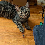 Beast is registered to the contest to win money with this photo: kitten, cat, tabby, floor, wooden_floor, indoor, pet, animal, curious, playful, cable, cardboard_box, paper, home, young_cat, fur, whiskers, ears, paws, looking