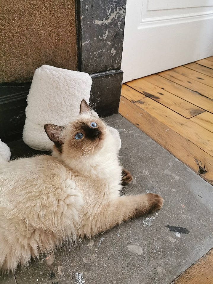 Potter a rejoint le concours — aidez-le/la à gagner de superbes lots ! balinese, birman, carnivore, cat, eye, fawn, felidae, fur, himalayan, kitten, mammal, ojos_azules, ragdoll, siamese, small_to_medium_sized_cats, tail, thai, tonkinese, vertebrate, whiskers