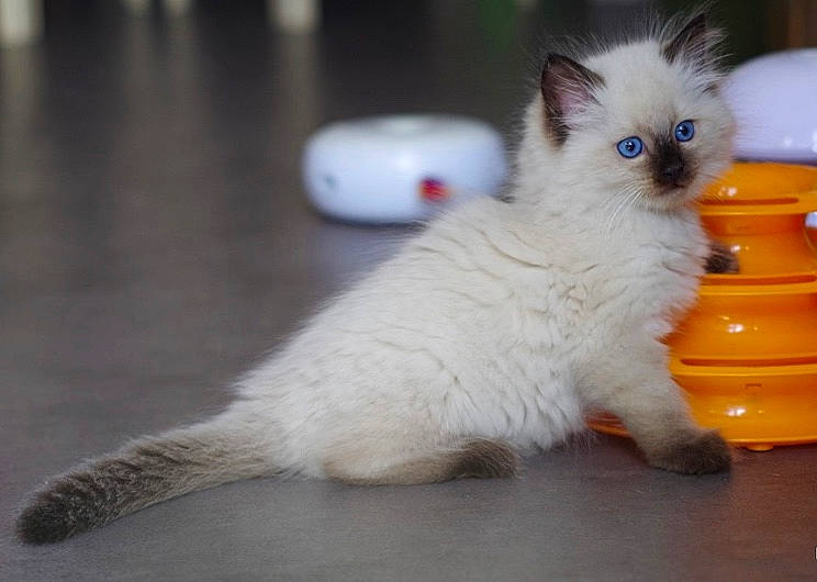 Potter participe au concours pour gagner de l'argent avec cette photo : asian_semi_longhair, balinese, birman, british_semi_longhair, carnivore, cat, domestic_long_haired_cat, eye, felidae, himalayan, kitten, mammal, napoleon_cat, ragdoll, small_to_medium_sized_cats, tail, thai, turkish_angora, vertebrate, whiskers