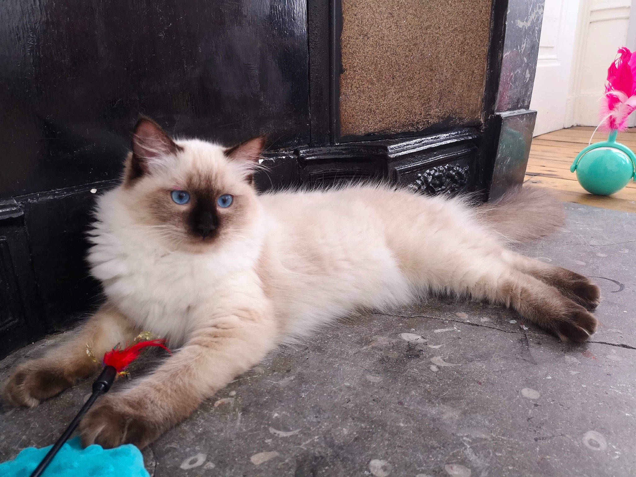 Potter a rejoint le concours — aidez-le/la à gagner de superbes lots ! balinese, birman, carnivore, cat, domestic_long_haired_cat, eye, fawn, felidae, himalayan, iris, kitten, mammal, ojos_azules, ragdoll, siamese, small_to_medium_sized_cats, tail, thai, vertebrate, whiskers