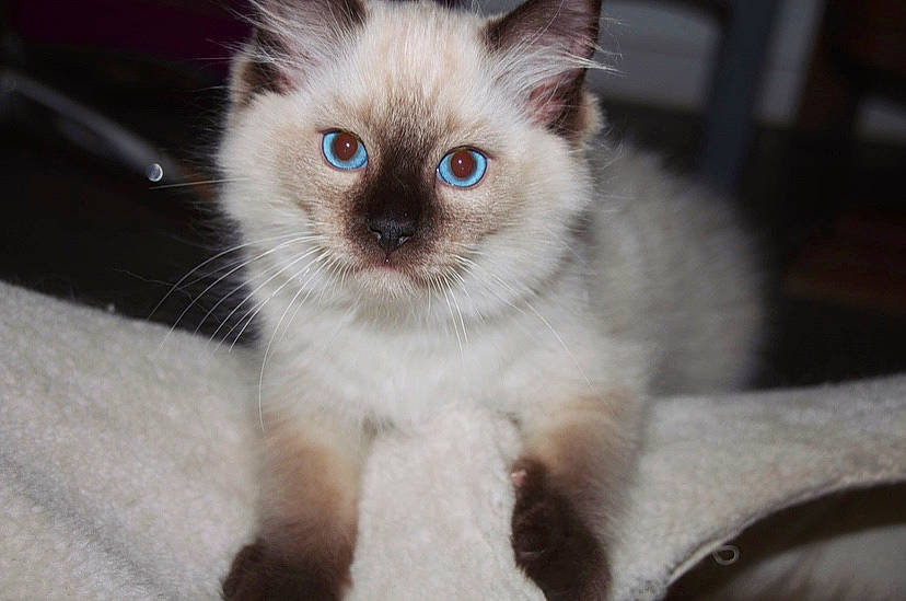 Potter participe au concours pour gagner de l'argent avec cette photo : balinese, birman, carnivore, cat, colorpoint_shorthair, eye, felidae, himalayan, iris, javanese, kitten, mammal, ojos_azules, ragdoll, siamese, small_to_medium_sized_cats, thai, tonkinese, vertebrate, whiskers