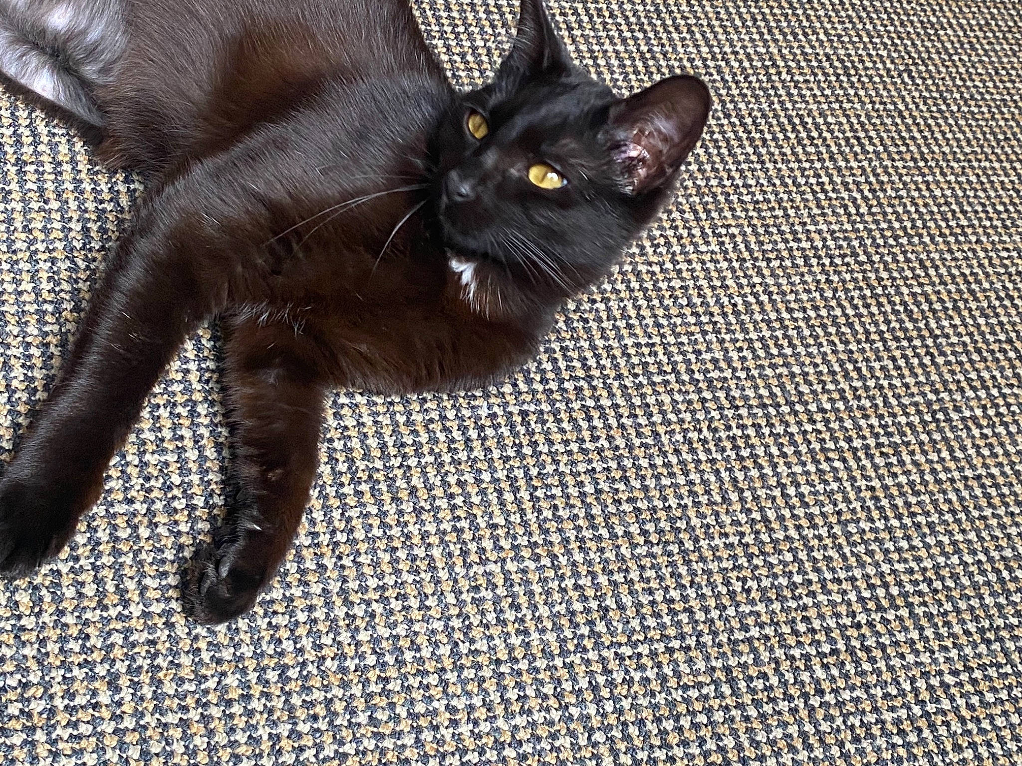 Gigi participe au concours pour gagner de l'argent avec cette photo : black_cat, bombay, carnivore, cat, claw, comfort, domestic_short_haired_cat, felidae, fur, grey, havana_brown, pattern, paw, small_to_medium_sized_cats, snout, tail, terrestrial_animal, whiskers