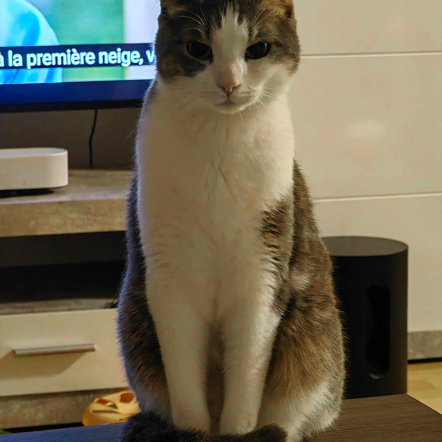 Jucy participe au concours pour gagner de l'argent avec cette photo : adult, animal, cat, computer, computerhardware, computerkeyboard, electronics, furniture, hardware, hardwood, male, man, monitor, pc, person, pet, screen, table, tv, wood