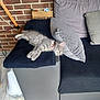 Mia participe au concours pour gagner de l'argent avec cette photo : animal, blanket, brick_wall, cat, collar, couch, cozy, domestic, furniture, gray_fur, home, indoor, kitten, pet, pillow, relaxation, resting, sleeping, soft_texture, storage_box