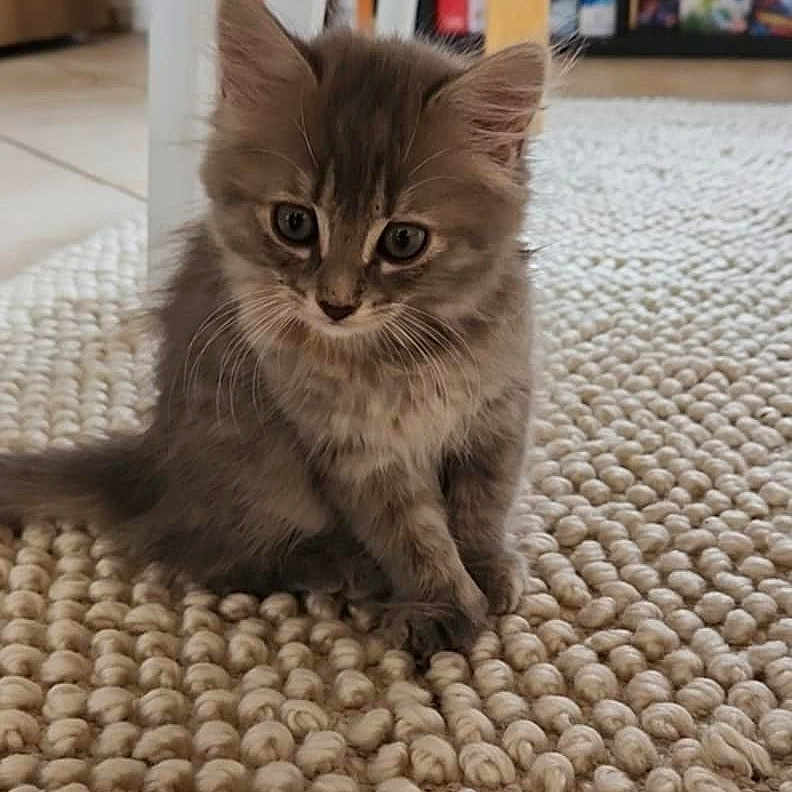 Mia a rejoint le concours — aidez-le/la à gagner de superbes lots ! background, board_games, carpet, cat, chair, cozy, curious, cute, domestic_cat, floor, fluffy, furniture, gray_cat, home, indoor, kitten, pet, rug, small_animal, young_cat