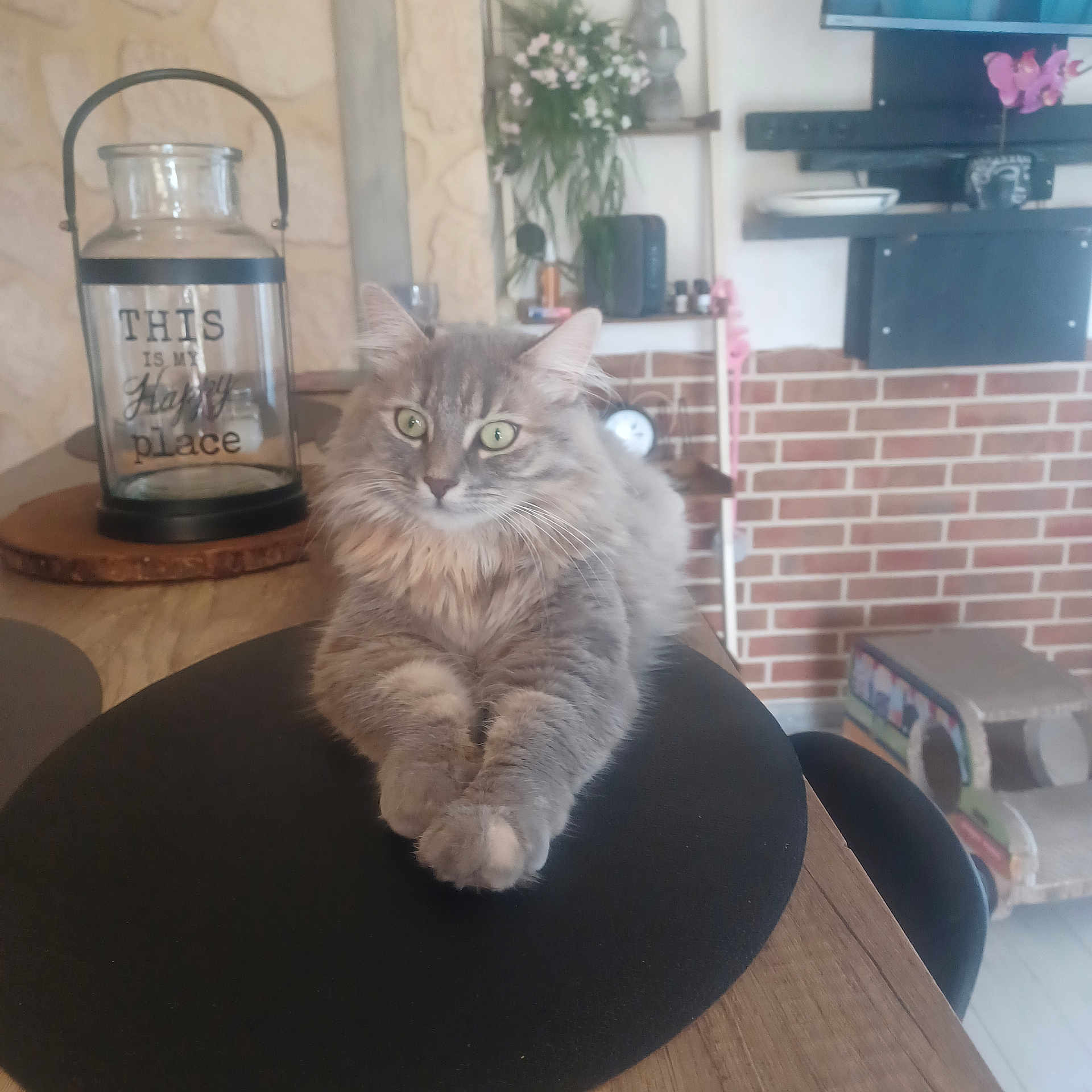 Mia a rejoint le concours — aidez-le/la à gagner de superbes lots ! cat, gray_cat, fluffy, long_hair, pet, animal, sitting, paws, crossed_paws, green_eyes, whiskers, ears, portrait, indoors, living_room, chair, fireplace, television, flowers, decor