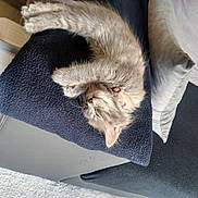 Mia a rejoint le concours — aidez-le/la à gagner de superbes lots ! adorable, blanket, cat, collar, cozy, cute, domestic_cat, furniture, furry, gray, indoor, kitten, nap, paw, pet, relaxed, resting, sleeping, small_animal, soft