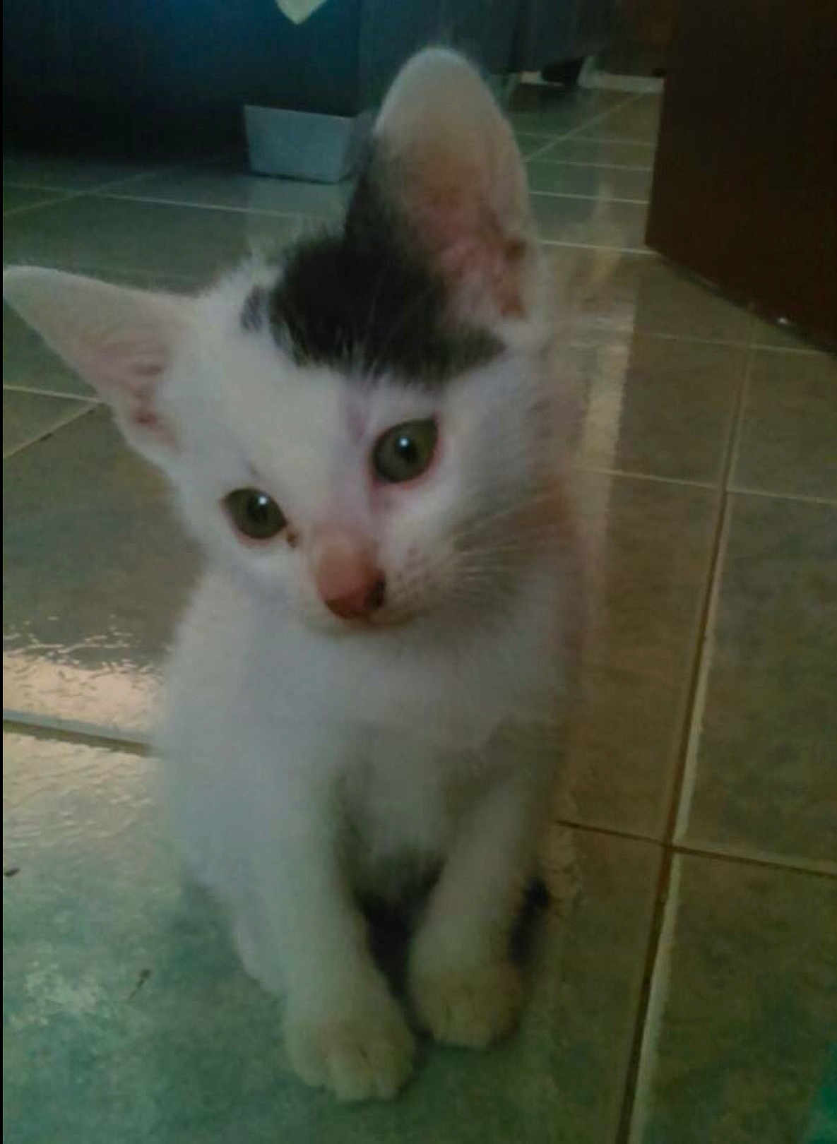 Tuki joined the competition — help win amazing prizes! kitten, cat, white_cat, black_markings, pet, animal, floor, tile_floor, indoor, cute, small, fur, whiskers, ears, paws, young, curious, sitting, domestic_cat, portrait